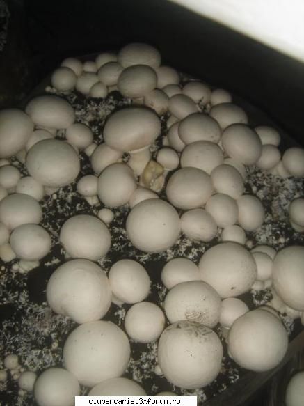 se pot gasi pentru spatii de productie champignon sau pleurotus www. eu am luat legatura cu eisi am