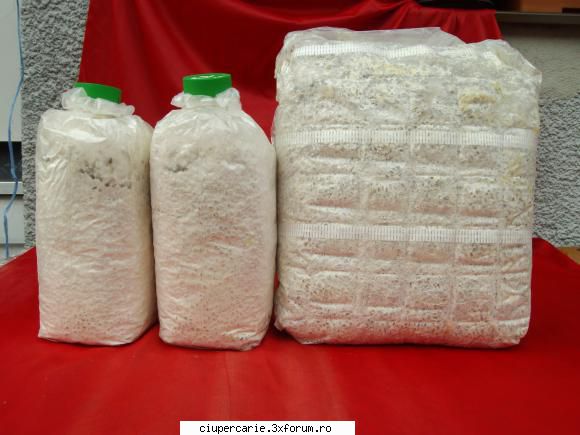 vand miceliu de inalta calitate certificat din import italia sau ungaria, champignon pungi de 10l si