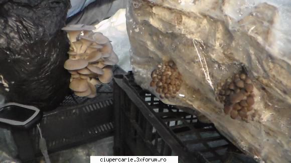 marius din sibiu, am reusit sa cresc ciuperci pleurotus in si destul de usor...
nu tot ce scrie in