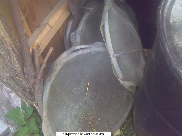 sita compost pleurotus