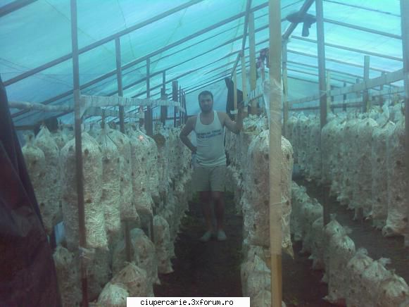 solar compost pleurotus