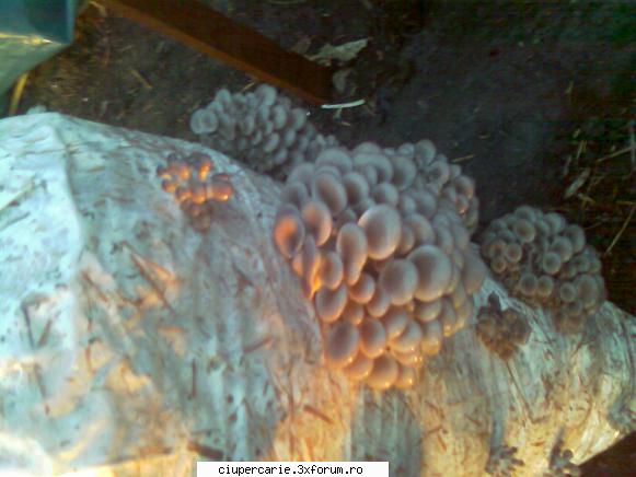 saci compost pleurotus
