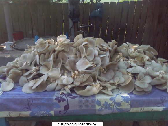 productie compost pleurotus
