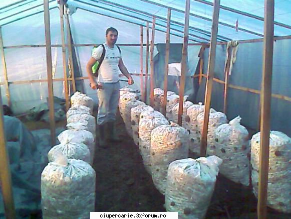 compost pleurotus - vladislav25 - Intrebari