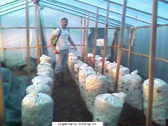 compostul pt pleurotus - vladislav25 - Intrebari
