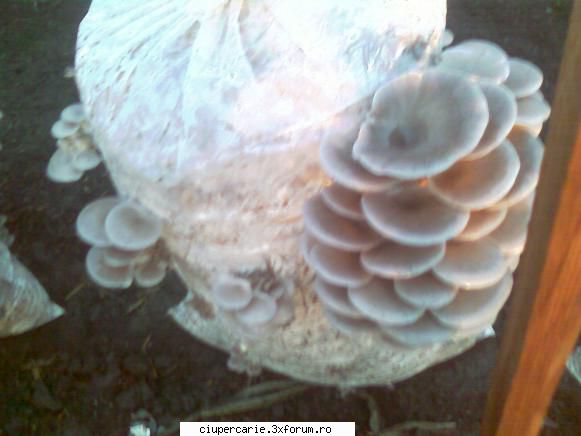 la maturitate compostul pt pleurotus