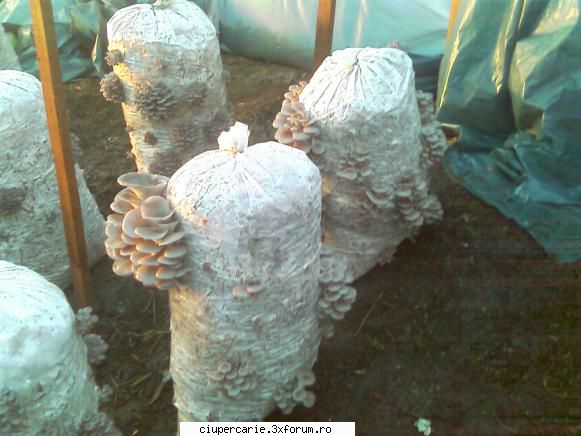 compostul pt pleurotus - vladislav25 - Intrebari