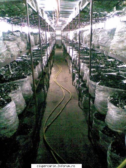 super ocazie!!! tot ce aveti nevoie pentru demararea unei afaceri cu de ciuperci champignon este �n